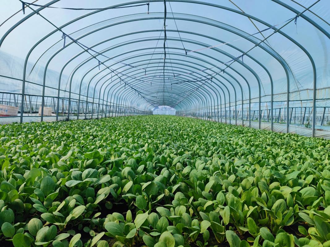 农村大型蔬菜种植技术有哪些关键要点？-图3