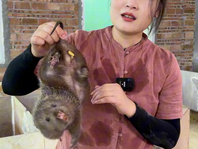 竹鼠什么品种最适合养殖？-图2