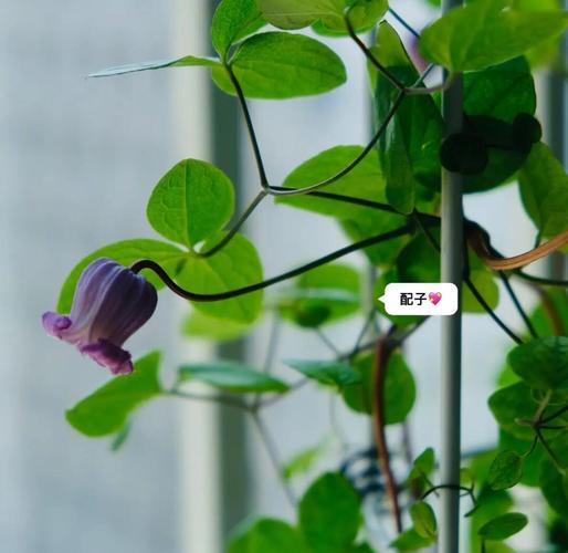 铁线莲哪些品种最好养?-图3 铁线莲哪些品种最好养?-图3