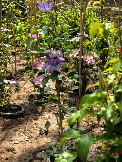 铁线莲哪些品种最好养?-图2 铁线莲哪些品种最好养?-图2