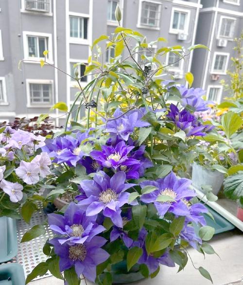 铁线莲哪些品种最好养?-图1 铁线莲哪些品种最好养?-图1