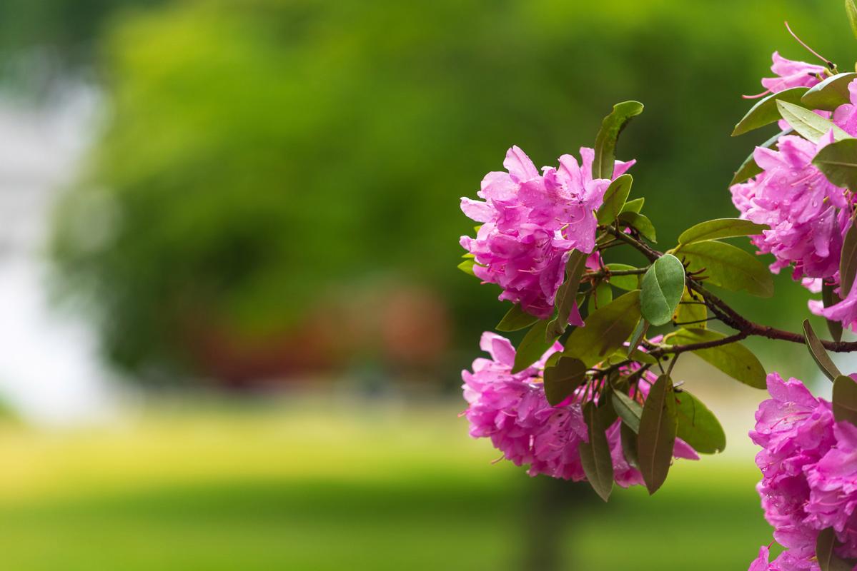 美国杜鹃花有哪些常见品种？-图3