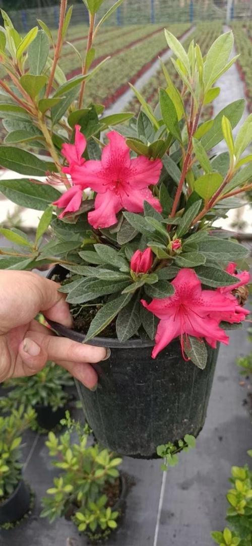 美国杜鹃花有哪些常见品种？-图2