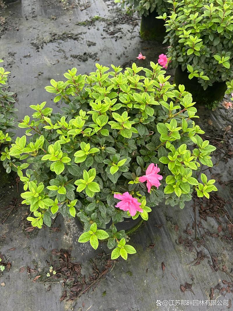 美国杜鹃花有哪些常见品种？-图1