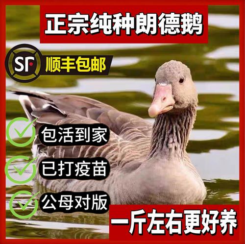 郎德鹅与白鹅杂交有何优势?-图1 郎德鹅与白鹅杂交有何优势?-图1