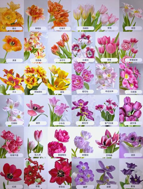 郁金香品种分类及介绍-图1 郁金香品种分类及介绍-图1