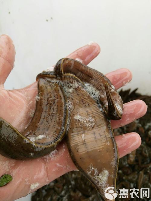 水蛭2025年干货价格-图3 水蛭2025年干货价格-图3