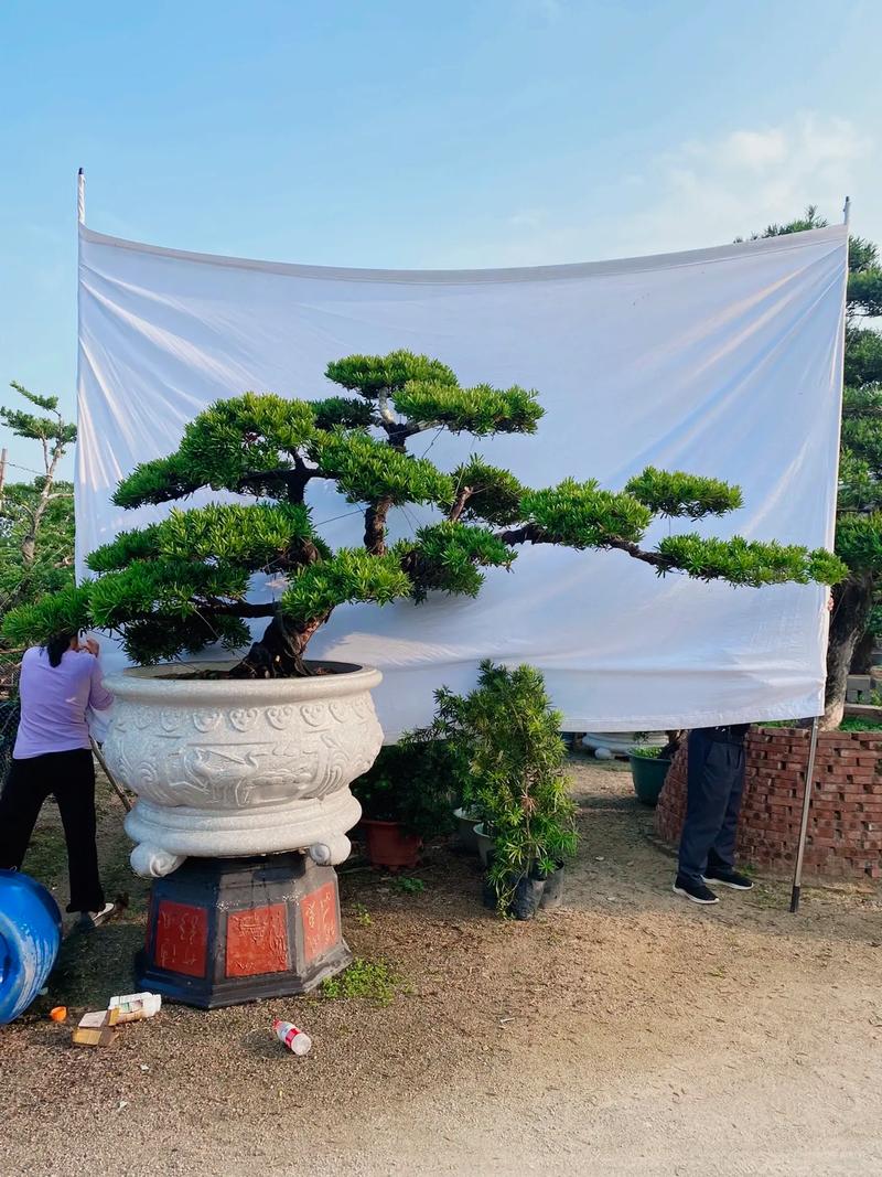 台湾罗汉松有几个品种-图1 台湾罗汉松有几个品种-图1