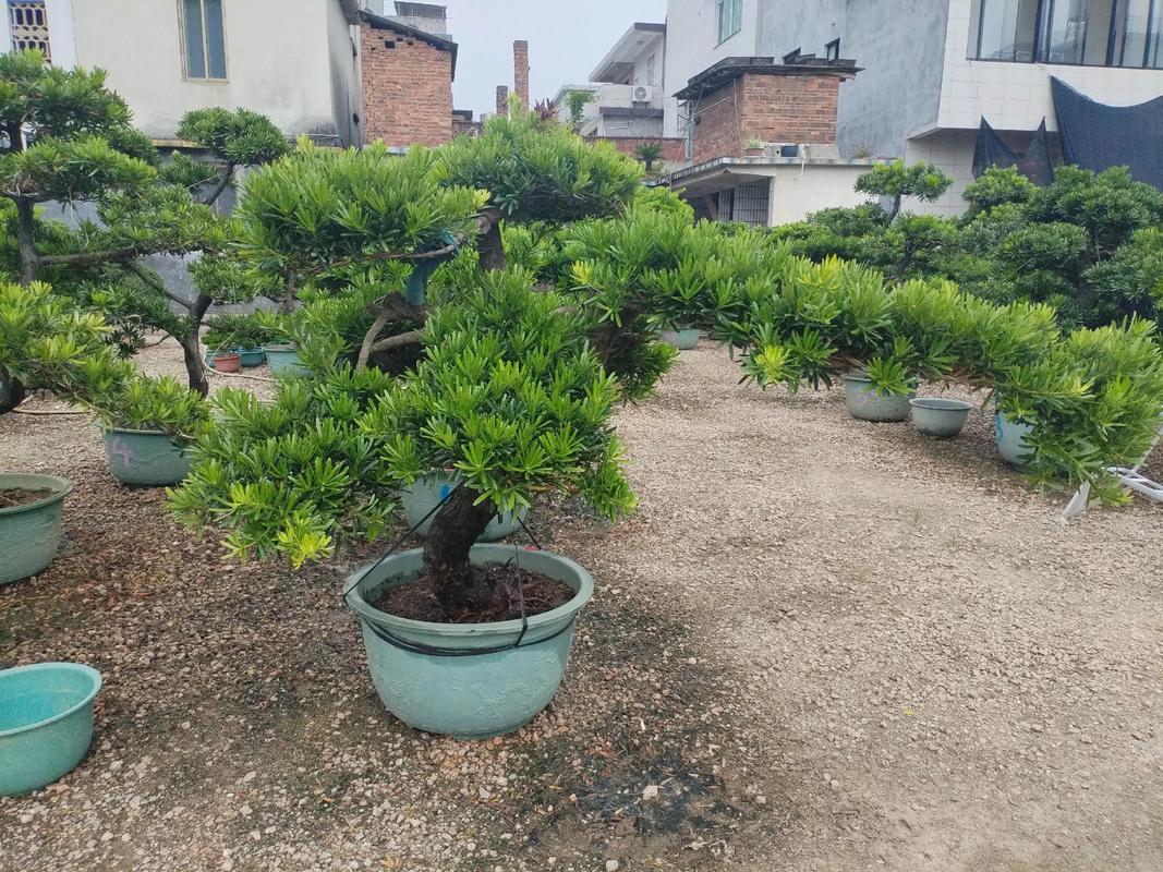 台湾罗汉松有几个品种-图2