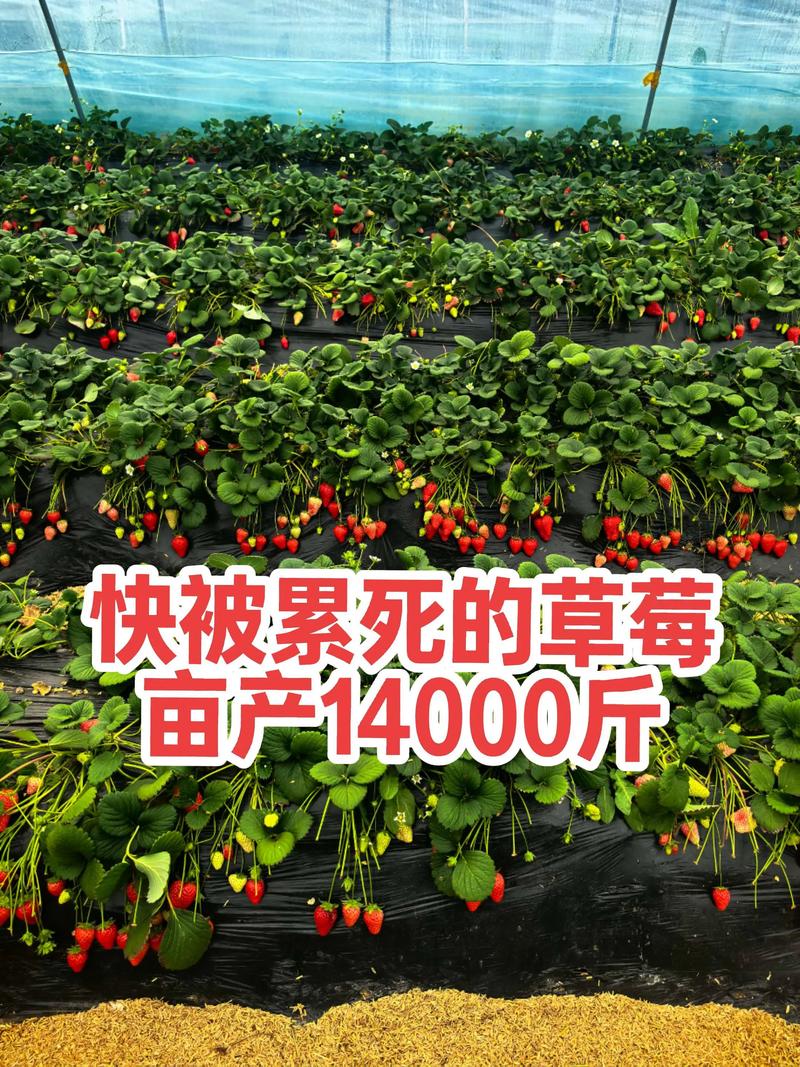 伯特拉草莓品种哪里有？-图2