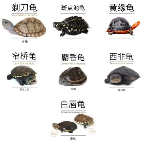 中国龟品种价格排名表-图2 中国龟品种价格排名表-图2