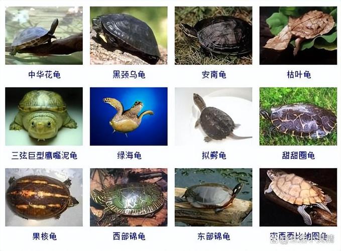 中国龟品种价格排名表-图3 中国龟品种价格排名表-图3