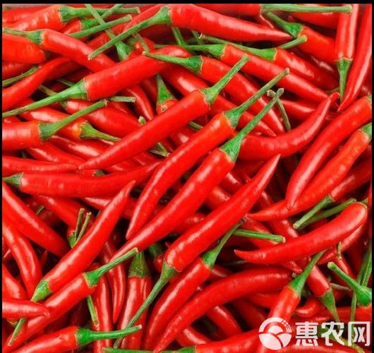 小米辣品种到底有哪些？-图3