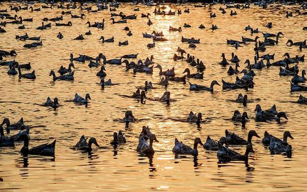 莲藕鱼鸭混养技术视频,如何实现共生高产?-图2 莲藕鱼鸭混养技术视频,如何实现共生高产?-图2