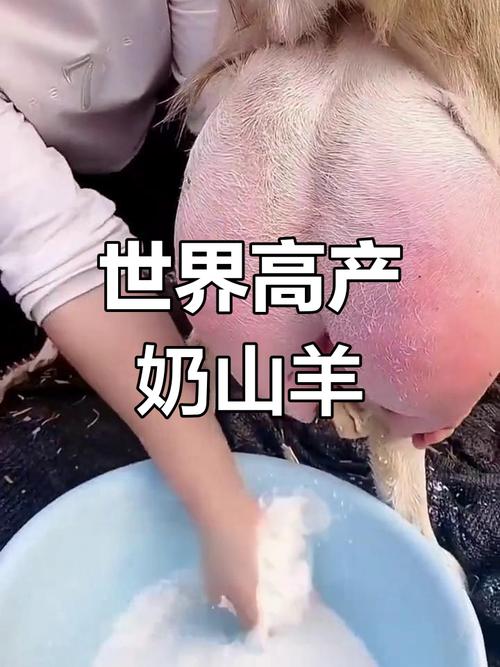 萨能奶山羊2025价格-图3