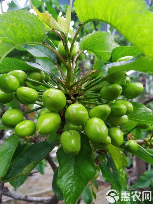 临沧美早樱桃苗品种多-图1 临沧美早樱桃苗品种多-图1