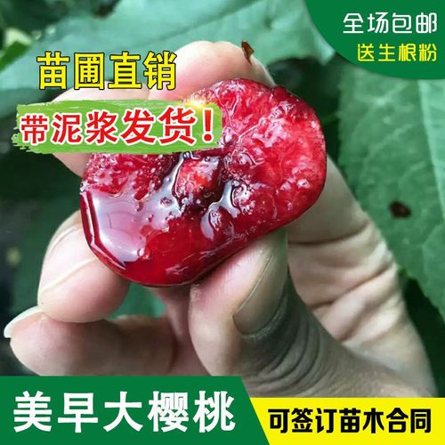 临沧美早樱桃苗品种多-图2 临沧美早樱桃苗品种多-图2