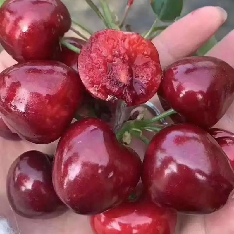 临沧美早樱桃苗品种多-图3 临沧美早樱桃苗品种多-图3