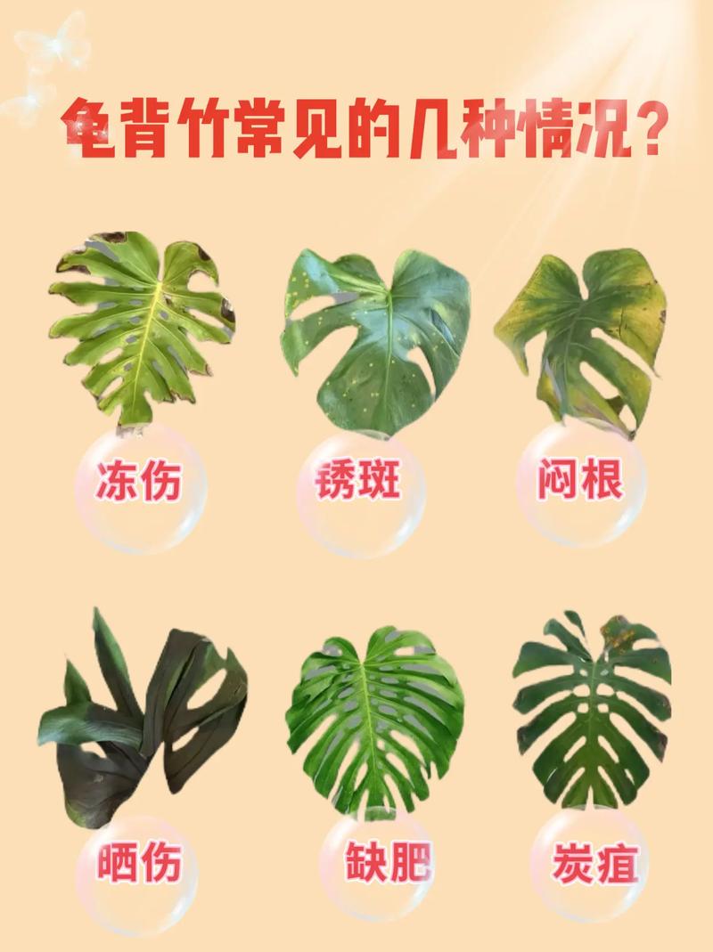 龟背竹到底有多少个品种?-图1 龟背竹到底有多少个品种?-图1