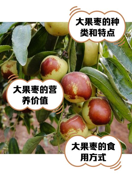 大王枣和梨枣，哪个品种更好？-图2