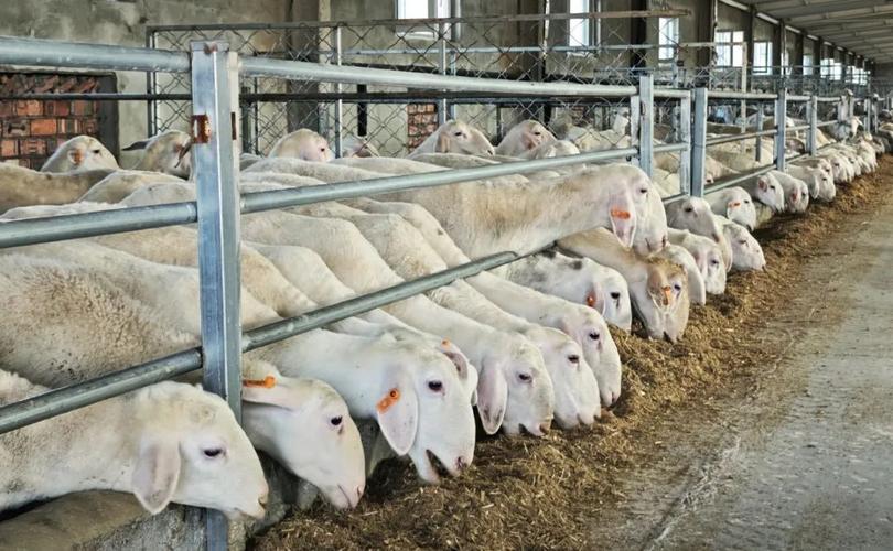 羔羊养殖技术与管理关键点是什么？-图2