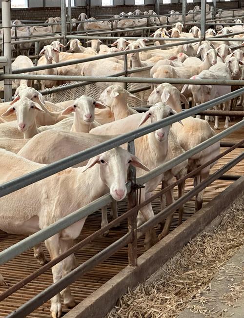 羔羊养殖技术与管理关键点是什么?-图1 羔羊养殖技术与管理关键点是什么?-图1