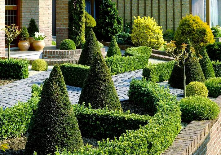 耐荫绿篱有哪些品种适合种植?-图2 耐荫绿篱有哪些品种适合种植?-图2