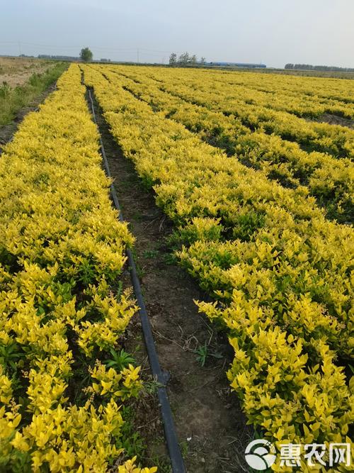 耐荫绿篱有哪些品种适合种植?-图3 耐荫绿篱有哪些品种适合种植?-图3