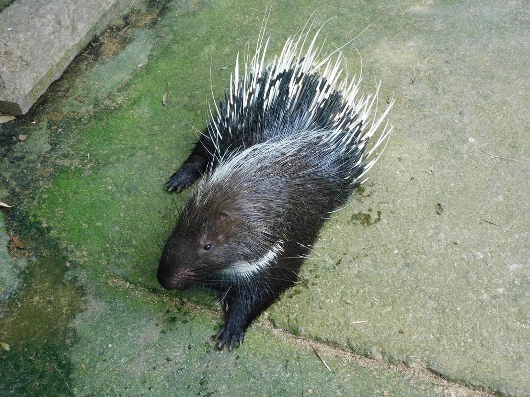 2025年豪猪种苗价格会涨还是跌?-图1 2025年豪猪种苗价格会涨还是跌?-图1