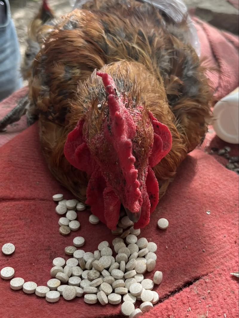 散养土鸡如何有效预防疾病？-图3