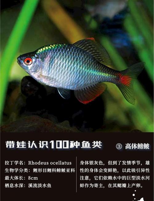 花鳉科鱼常见品种有哪些？-图1