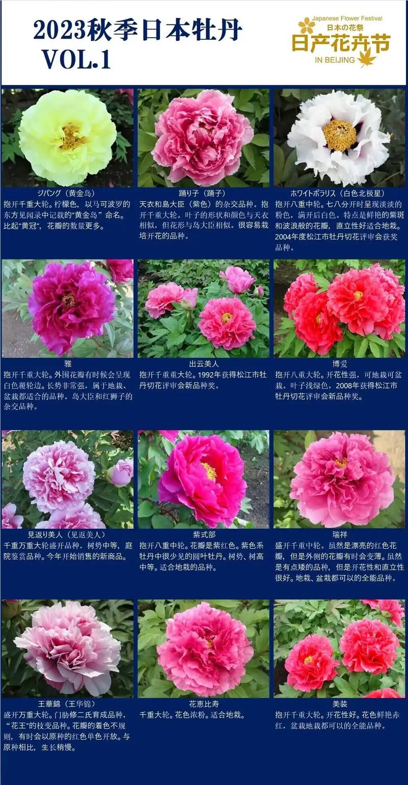 牡丹花所有品种及图片,全在这了吗?-图1 牡丹花所有品种及图片,全在这了吗?-图1