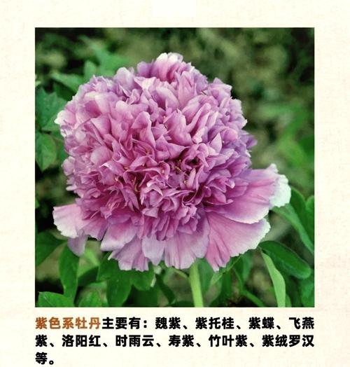 牡丹花所有品种及图片,全在这了吗?-图2 牡丹花所有品种及图片,全在这了吗?-图2
