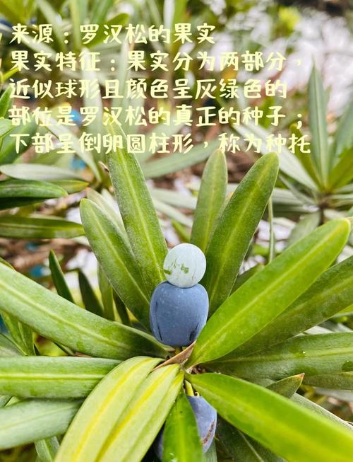 罗汉松结果吗?什么品种会结果?-图1 罗汉松结果吗?什么品种会结果?-图1