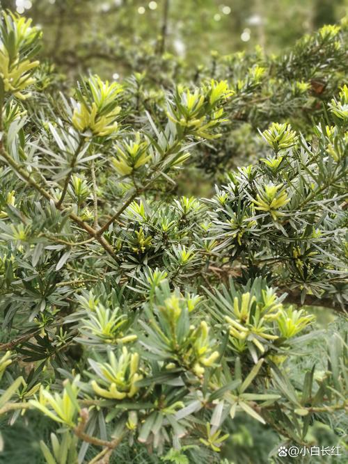 罗汉松结果吗？什么品种会结果？-图3