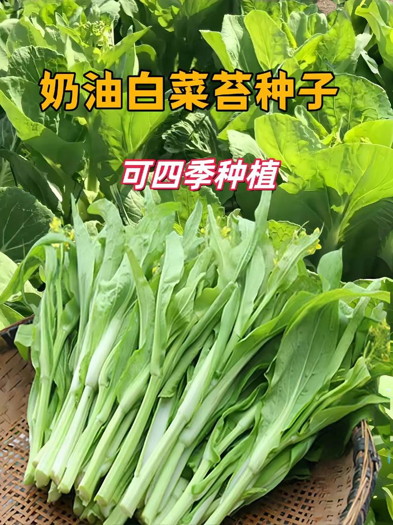 小白菜苔品种有哪些？附图片详解-图2
