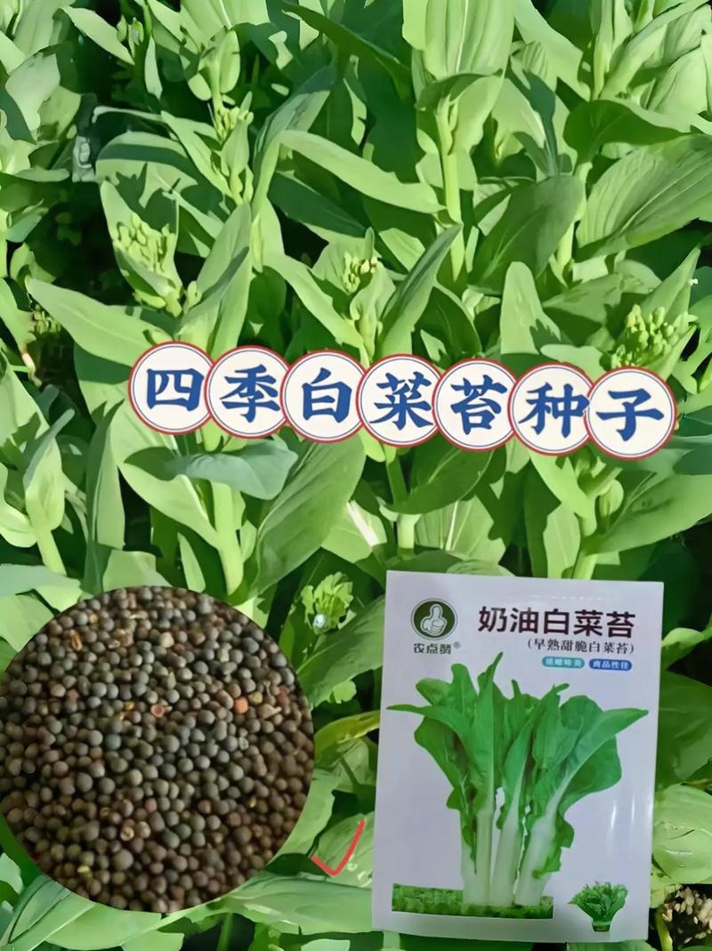 小白菜苔品种有哪些？附图片详解-图3
