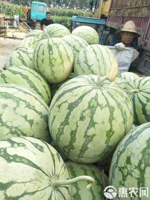 西瓜花无籽品种有哪些-图1 西瓜花无籽品种有哪些-图1