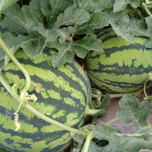 西瓜花无籽品种有哪些-图2