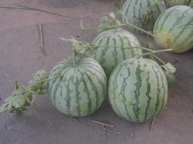 西瓜花无籽品种有哪些-图3