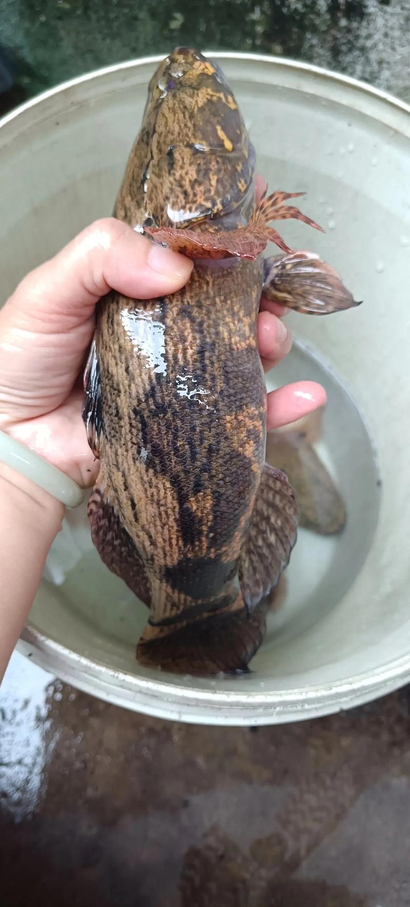 萧劲松的笋壳鱼养殖技术要点有哪些？-图1