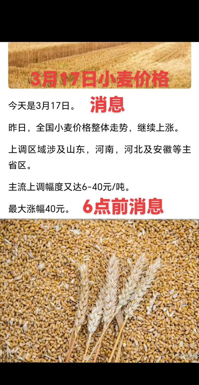 2025年山东小麦价格会涨还是跌?-图1 2025年山东小麦价格会涨还是跌?-图1