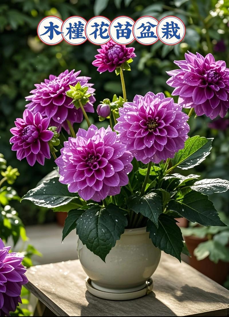 盆栽木槿花哪个品种好养又好看？-图1