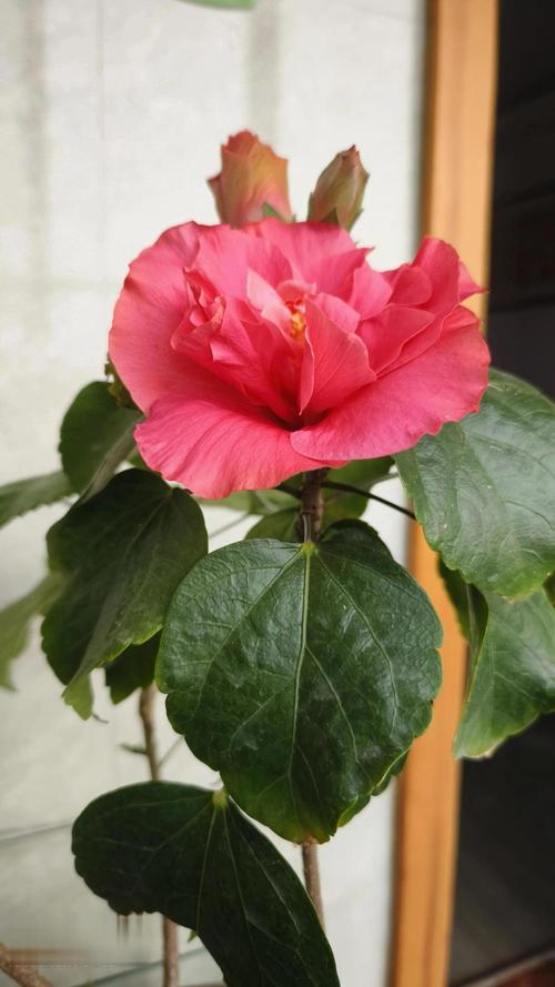 盆栽木槿花哪个品种好养又好看？-图3