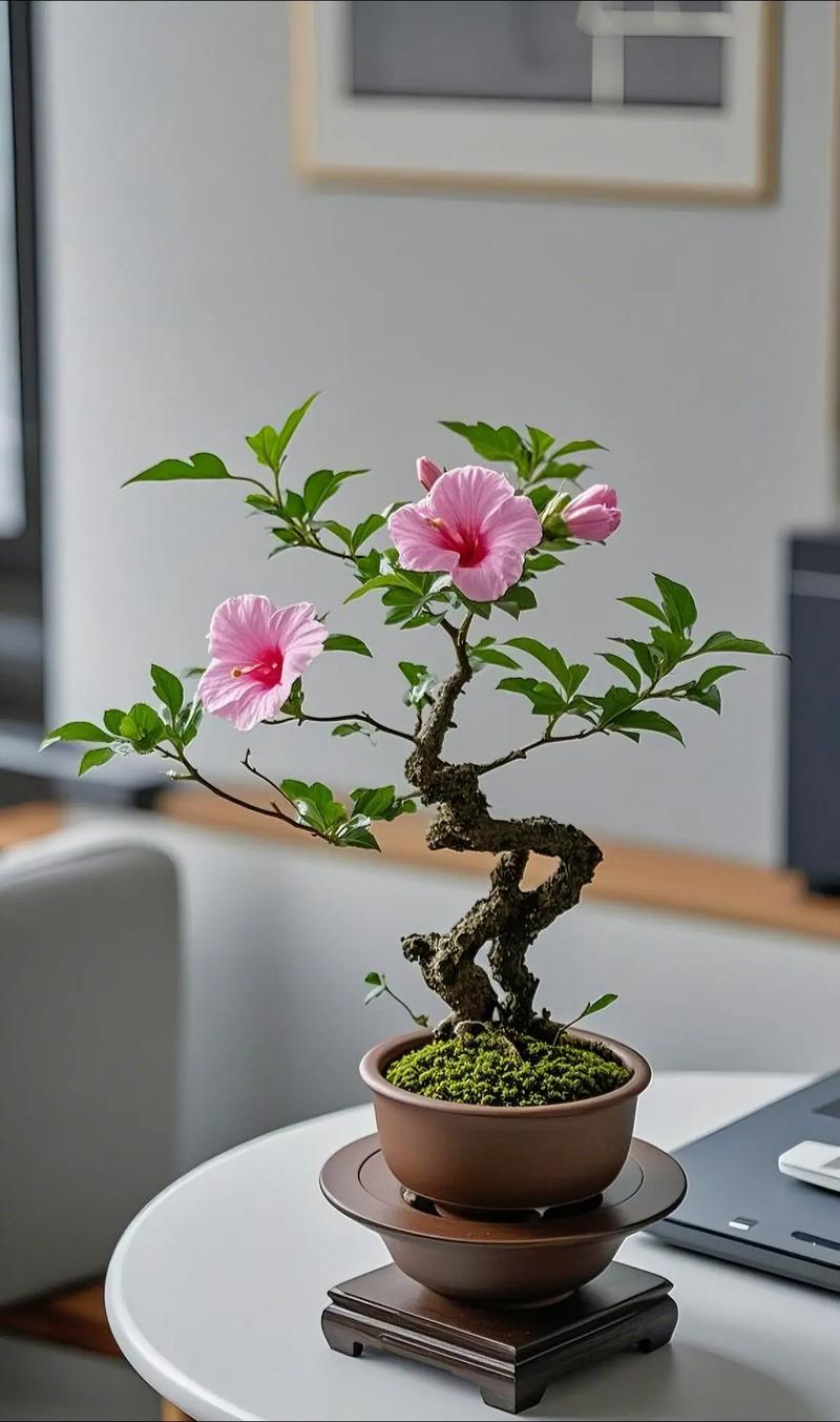 盆栽木槿花哪个品种好养又好看？-图2