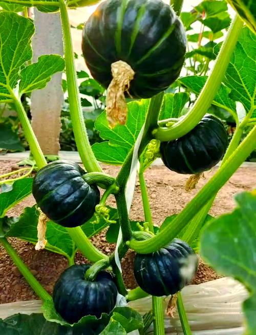 南瓜品种最优产地在哪?-图1 南瓜品种最优产地在哪?-图1