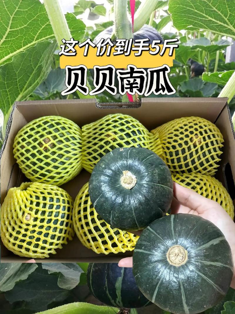 南瓜品种最优产地在哪?-图3 南瓜品种最优产地在哪?-图3
