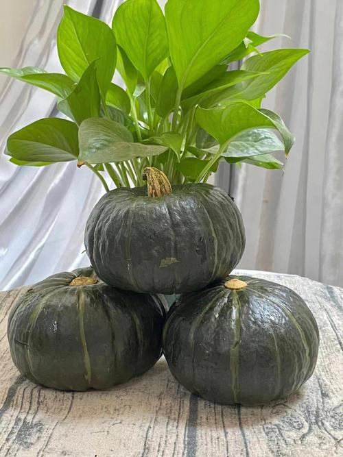 南瓜品种最优产地在哪?-图2 南瓜品种最优产地在哪?-图2