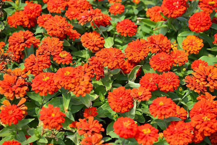 菊花品种为何是长日照植物？-图3