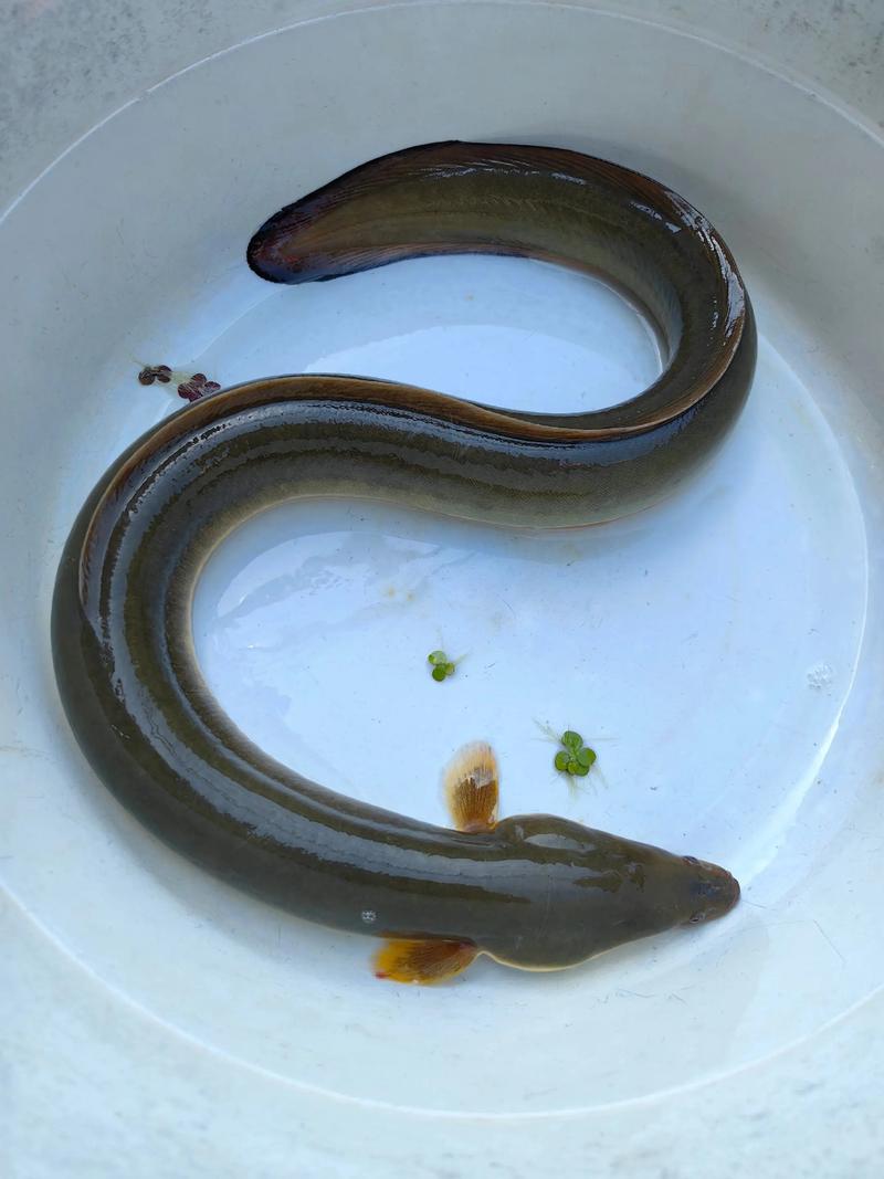 2025年鳗鱼价格会涨还是跌？-图1